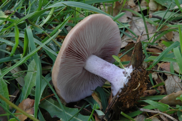 Ultime uscite, prime foto dell''anno.